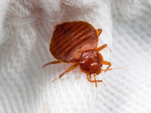 IdealCleaning Bed Bugs Pest Control Services Dubai