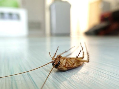 IdealCleaning Cockroach Pest Control Services Dubai