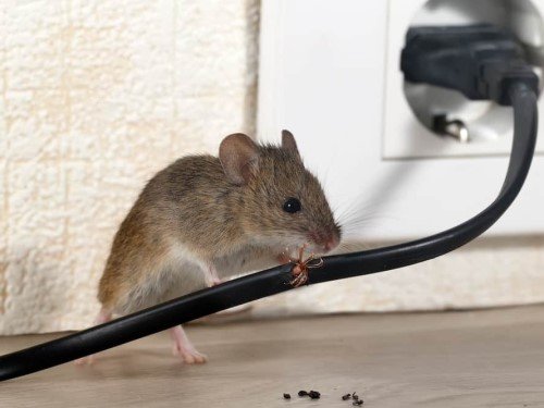 IdealCleaning Rat & Rodent Pest Control Services Dubai