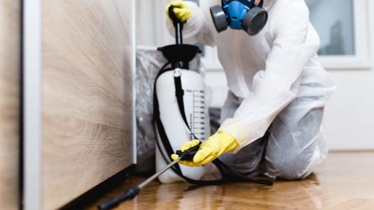 IdealCleaning Cockroach Control Dubai 2