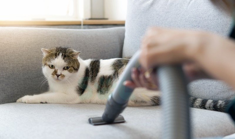 Pet-Friendly Home Deep Cleaning Services in Dubai